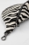 Anaccomito-nerka-zebra-IMG_3515.jpg